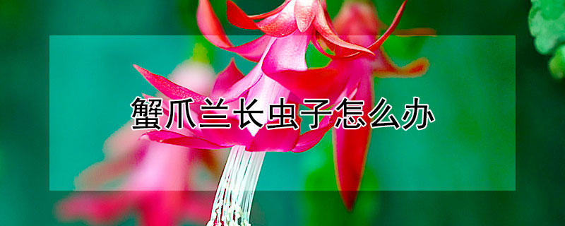 蟹爪蘭長(zhǎng)蟲子怎么辦