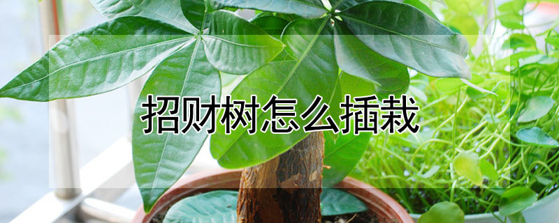 招財(cái)樹(shù)怎么插栽