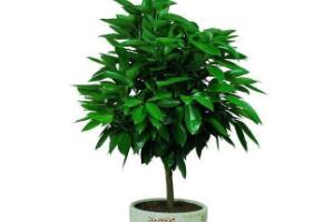 平安樹怎么繁殖，平安樹扦插方法圖解