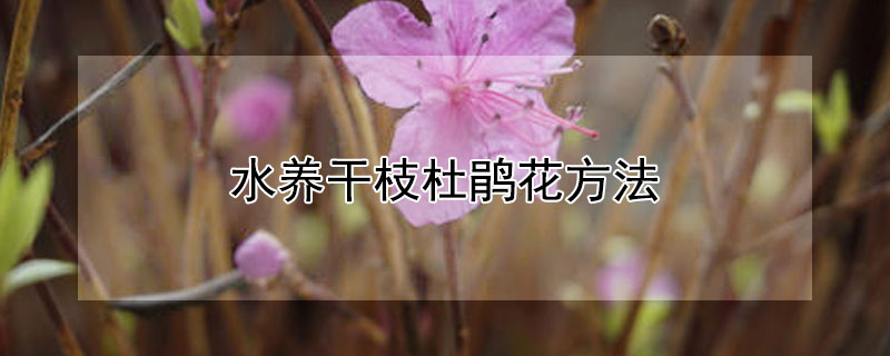 水養(yǎng)干枝杜鵑花方法