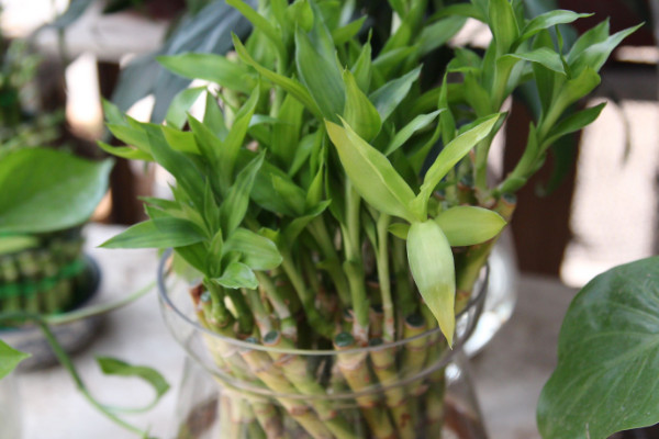 水培富貴竹怎么養(yǎng)才能旺盛，選用干凈清潔的水質(zhì)栽培