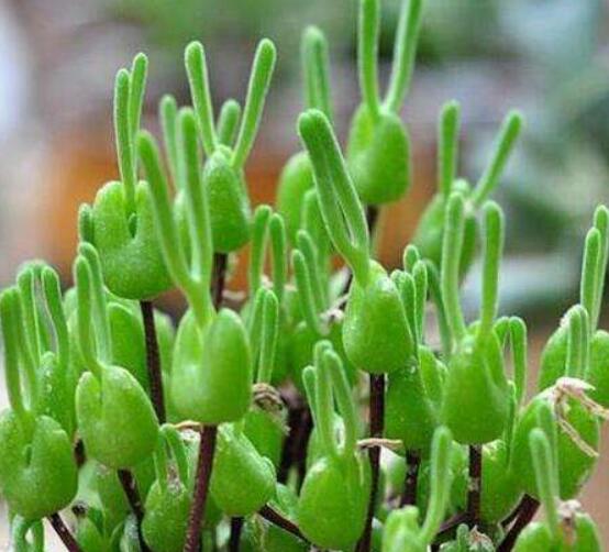 碧光環(huán)秋天怎么養(yǎng)，教你五點(diǎn)重要方法生長(zhǎng)碧綠