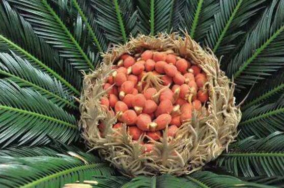 鐵樹(shù)果有毒嗎，小心誤食致人死亡