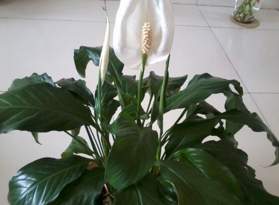 一帆風(fēng)順能澆淘米水嗎，做好這三點(diǎn)使盆土更加肥沃(能澆)