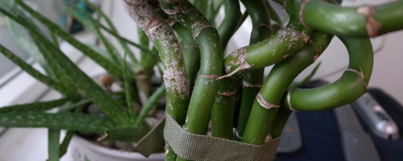 富貴竹水改土養(yǎng)方法