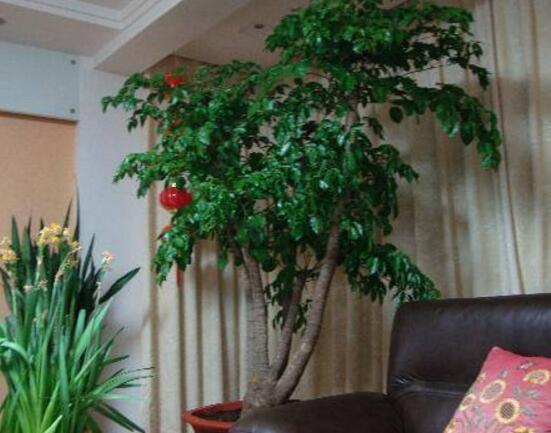 幸福樹放在哪里好風(fēng)水，盤點(diǎn)最佳四個(gè)好風(fēng)水位置(客廳/臥室/書房/陽臺(tái))