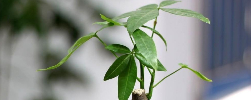 發(fā)財(cái)樹(shù)需要陽(yáng)光嗎