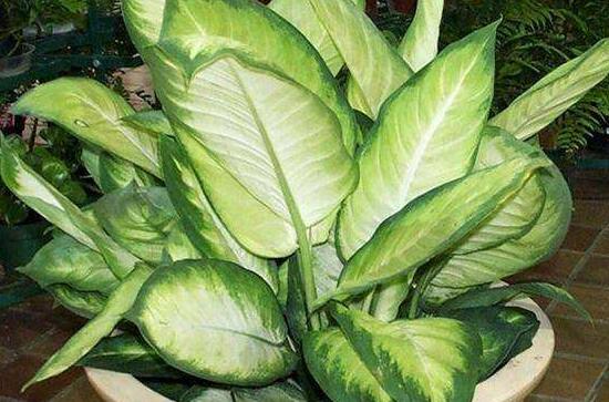 大葉萬年青有毒嗎，誤食會導(dǎo)致聲帶嘶啞、失明