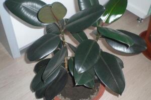 橡皮樹用什么肥料好，橡皮樹怎么養(yǎng)長得快