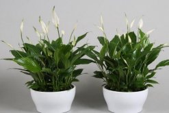 白掌和一帆風(fēng)順是一種花嗎，是同一種植物沒(méi)區(qū)別