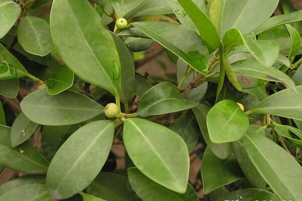 平安樹長(zhǎng)太高怎么辦，適當(dāng)?shù)男藜艏纯? src="/nongye/d/file/20201223/0lfvwvicnpf.jpg" / data-oioE="ltYygG"></p>
<p data-LmbW="oZKNUJ">
	對(duì)于平安樹的修剪而言，一般情況下我們要給平安樹進(jìn)行抹頭修剪，將它長(zhǎng)的過長(zhǎng)的枝條全部剪去，這樣不僅可以提高它的觀賞價(jià)值。還可以減少平安樹養(yǎng)分的一個(gè)消耗，更有利于它的生長(zhǎng)。</p>
<p data-qTfr="8yKWnd">
	<strong data-XEQt="7xSaWl">摘心處理</strong></p>
<p data-TJF1="RU2FpM">
	<img alt=