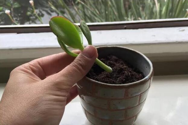 玉樹的繁殖方法，介紹葉插和枝插兩種繁殖方法