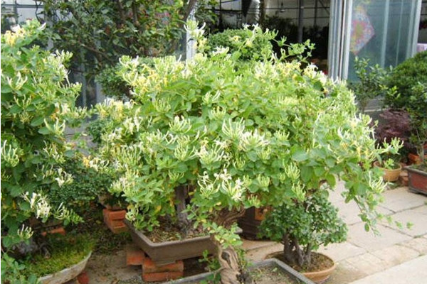 金銀花盆栽養(yǎng)殖方法和注意事項，澆水見干見濕需遮蔽強光