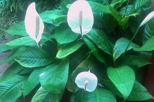 一帆風(fēng)順用什么肥料，一帆風(fēng)順施什么肥好