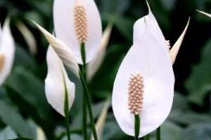 一帆風(fēng)順花語(yǔ)是什么，一帆風(fēng)順開(kāi)花的寓意