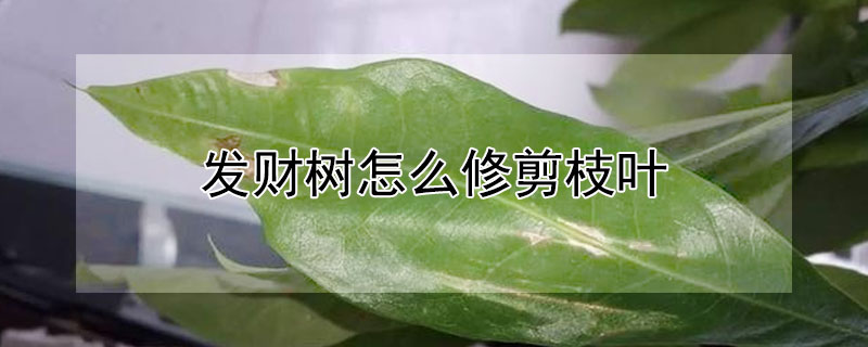 發(fā)財(cái)樹(shù)怎么修剪枝葉