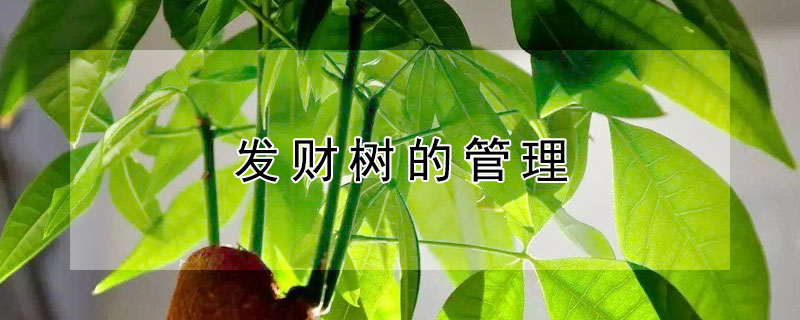 發(fā)財(cái)樹(shù)的管理