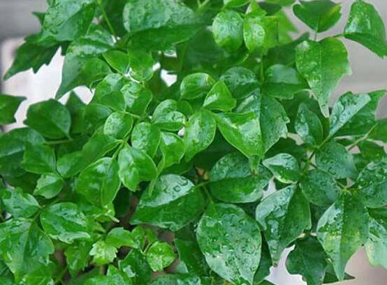 幸福樹的寓意，象征著家庭和美，幸?？鞓? src="/nongye/d/file/20201223/ehtjkaybq3v.jpg" style="width: 551px; height: 430px;" / data-abG3="NmyRGg"></p>
<p data-Spe3="Ksyj9f">
	<strong data-LCOK="mL2AuR">3、</strong>幸福樹不但寓意美好，還能凈化空氣之效，在夜間能吸收二氧化碳并釋放出氧氣，增加空氣中的負(fù)離子含量，提高空氣濕度。所以將幸福樹擺放在室內(nèi)，既補(bǔ)充氧氣，又凈化空氣。</p>
<h2 data-zCfk="YLBagu">
	幸福樹的傳說</h2>
<p data-AJRK="ZMDhbd">
	<img alt=