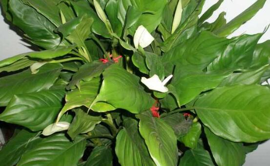 萬年青種類有哪些，八種萬年青種類概述