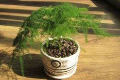 文竹黃葉怎么辦，找到黃葉原因及時(shí)進(jìn)行處理