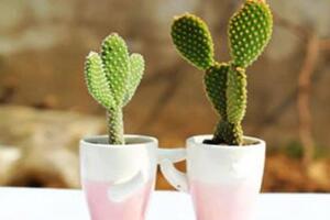 仙人掌防輻射嗎，原來流言都是騙人的