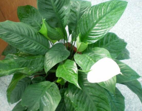 一帆風(fēng)順能澆淘米水嗎，做好這三點(diǎn)使盆土更加肥沃(能澆)