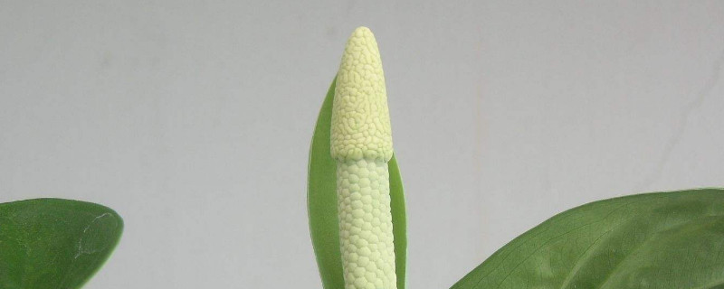 滴水觀(guān)音葉面發(fā)白