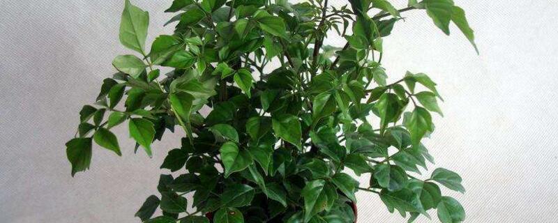 幸福樹剪枝后多久發(fā)芽