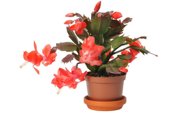 蟹爪蘭秋季開花后怎么養(yǎng)護