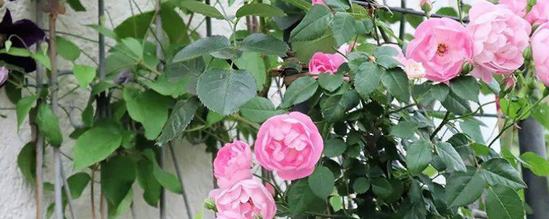 月季光長(zhǎng)葉子不開花怎么回事