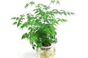 平安樹泡水里能長(zhǎng)根嗎，平安樹水培方法