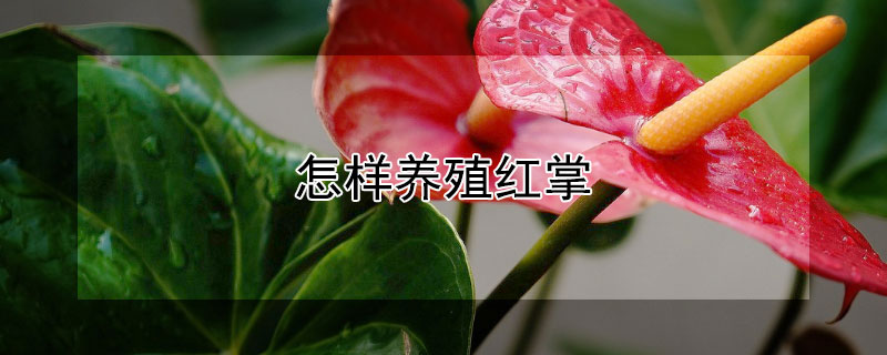怎樣養(yǎng)殖紅掌
