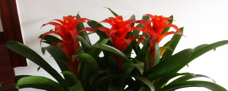 鴻運(yùn)當(dāng)頭秋季怎么養(yǎng)