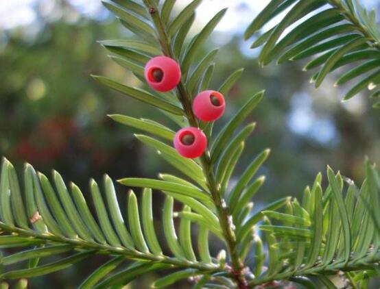 紅豆杉怎么施肥，遠(yuǎn)離根部施薄肥