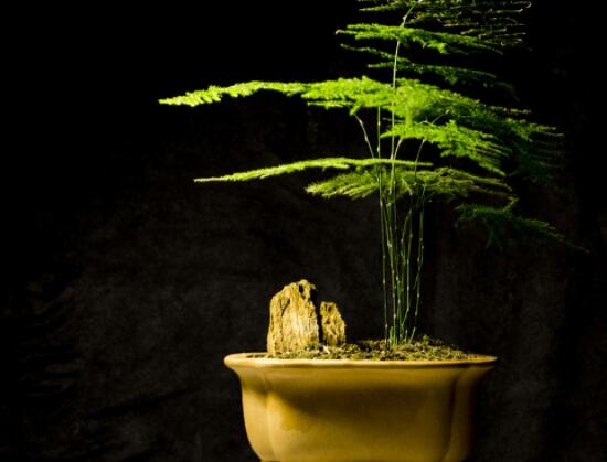 文竹肥料有哪些，餅肥、無機(jī)復(fù)合肥、液肥為主(枝繁葉茂)