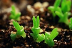 碧光環(huán)種子的種植方法，可以通過(guò)以下4步來(lái)進(jìn)行