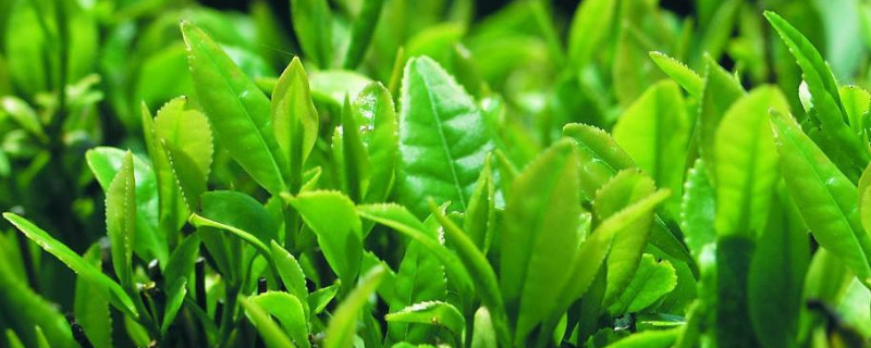 茶葉種植技術(shù)