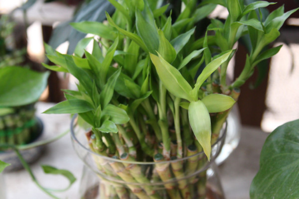 養(yǎng)富貴竹妙招，水培養(yǎng)殖的方法最棒