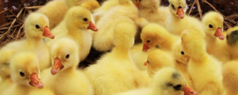 小鵝怎么養(yǎng)才不會死