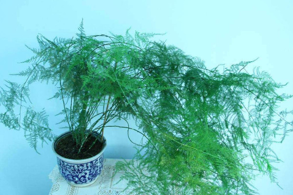 文竹為什么長藤，正常生長發(fā)育的過程