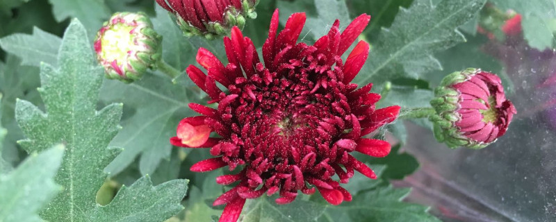 長(zhǎng)壽花冬天會(huì)凍死嗎