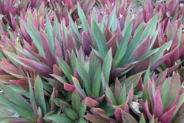 萬年青的種類，常見的有五種