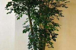 幸福樹葉子卷曲下垂怎么辦，適當(dāng)停止?jié)菜ＷC通風(fēng)