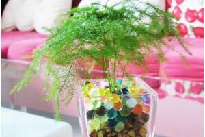 文竹可以水培嗎，可以水培需做好養(yǎng)護(hù)工作