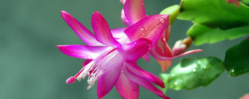 假曇花夏季怎么養(yǎng)