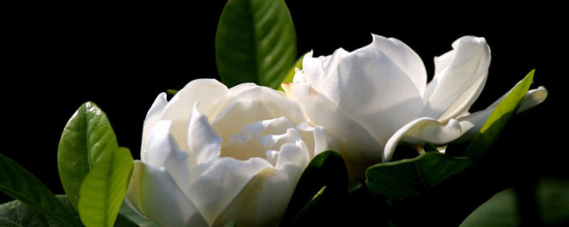 梔子花怎么把根養(yǎng)粗