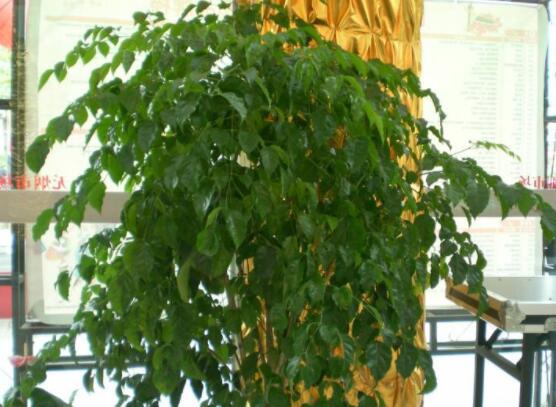 幸福樹擺放禁忌，盤點幸福樹五大擺放禁忌