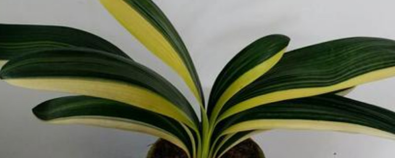 君子蘭斷頭如何盡快發(fā)芽