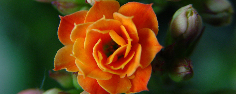 長(zhǎng)壽花主莖腐爛怎么辦