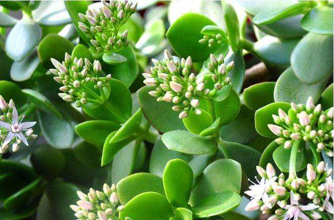 玉樹的繁殖方法，介紹葉插和枝插兩種繁殖方法